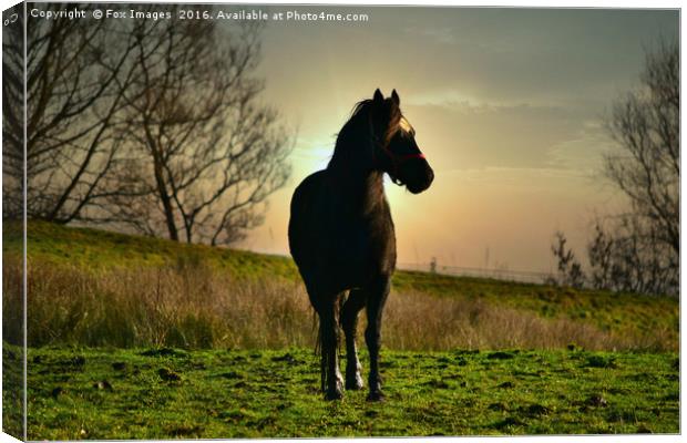 Horse at sunset Canvas Print by Derrick Fox Lomax