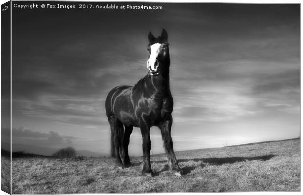 Horse and Countryside Canvas Print by Derrick Fox Lomax