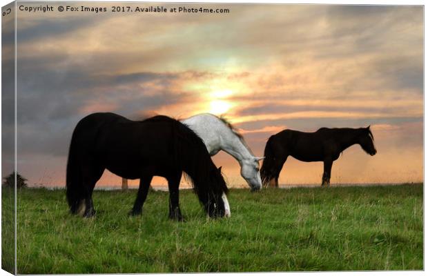 Horses at sunset Canvas Print by Derrick Fox Lomax