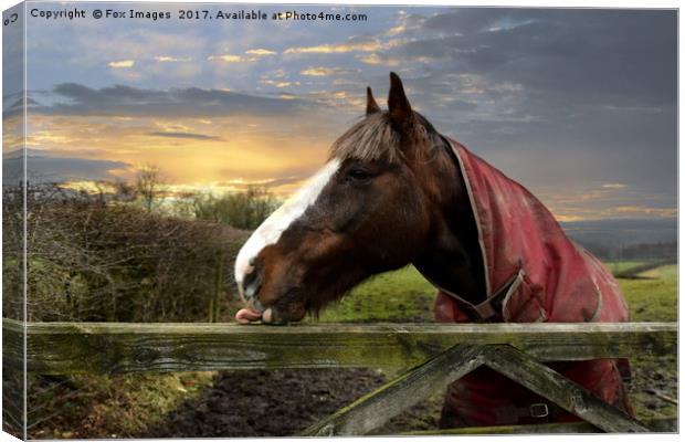 Horse in the meadow Canvas Print by Derrick Fox Lomax