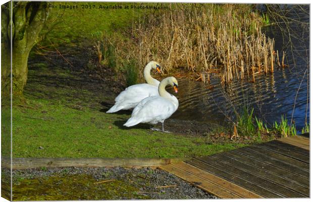 Swans at the lakeside Canvas Print by Derrick Fox Lomax