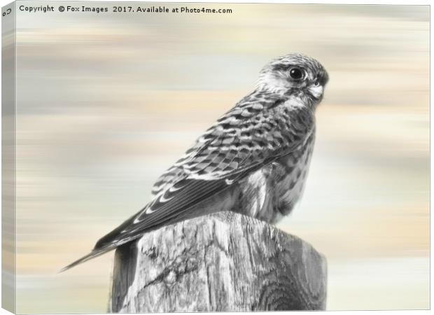 Female Kestrel Canvas Print by Derrick Fox Lomax