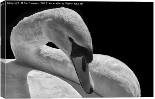 Female Mute Swan Canvas Print by Derrick Fox Lomax
