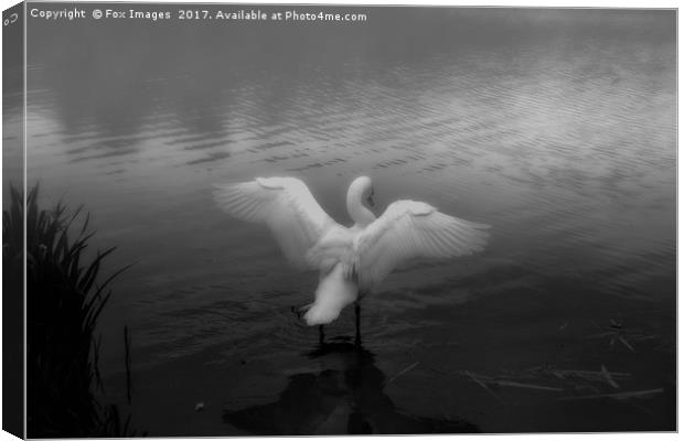 Swan on a misty lake Canvas Print by Derrick Fox Lomax