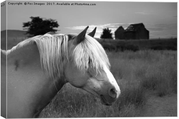 Horse in Birtle Canvas Print by Derrick Fox Lomax