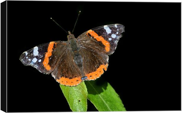 Red Admiral Butterfly Canvas Print by Derrick Fox Lomax