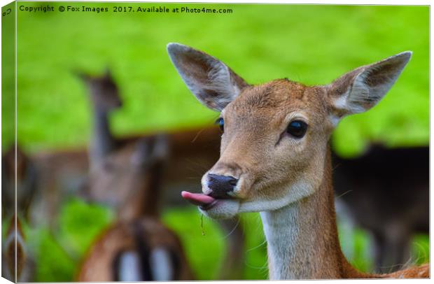 Fallow Deer Canvas Print by Derrick Fox Lomax