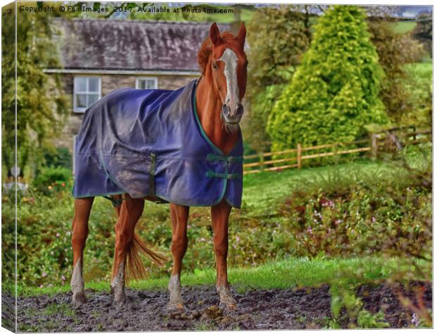 Horse in the Countryside Canvas Print by Derrick Fox Lomax