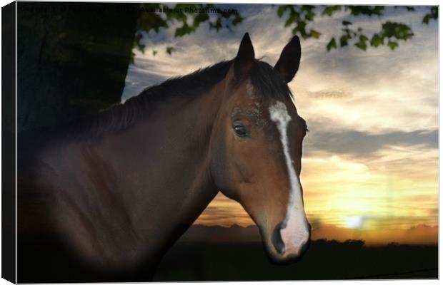 Horse in birtle Canvas Print by Derrick Fox Lomax