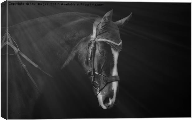 Horse portrait Canvas Print by Derrick Fox Lomax