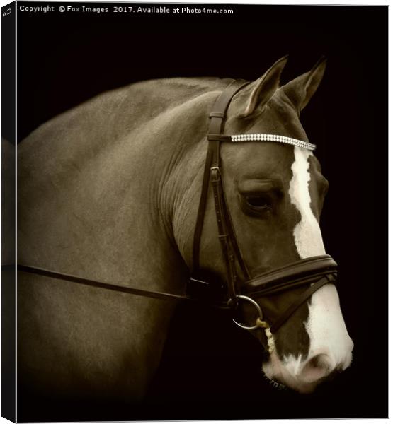 Horse portrait Canvas Print by Derrick Fox Lomax