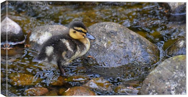 Duckling on the water Canvas Print by Derrick Fox Lomax