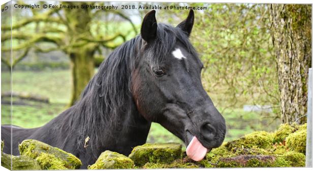 Horse Portrait Canvas Print by Derrick Fox Lomax