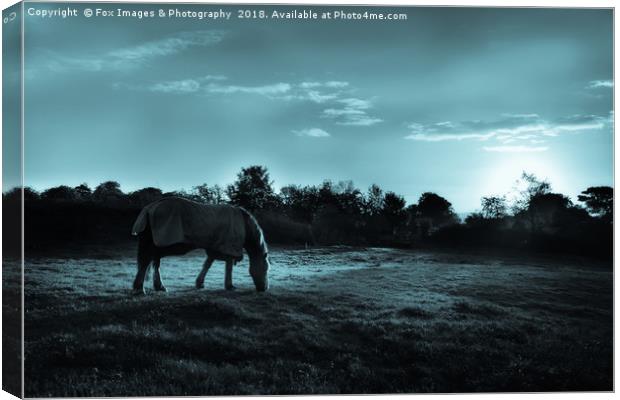 Horse under moonlight Canvas Print by Derrick Fox Lomax