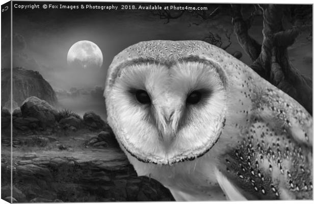 Barn owl at night Canvas Print by Derrick Fox Lomax