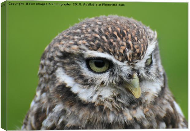 Little Owl Canvas Print by Derrick Fox Lomax