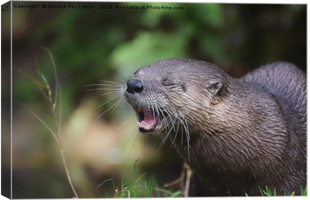 North American River Otter Canvas Print by Derrick Fox Lomax