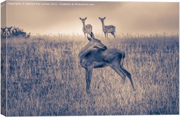 Fallow deer  in yorkshire Canvas Print by Derrick Fox Lomax
