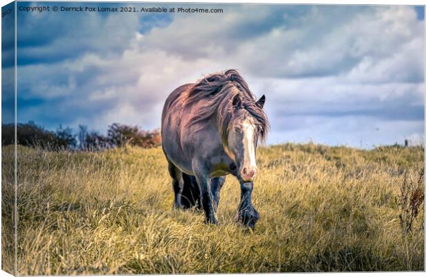 Horse in Birtle Lancashire Canvas Print by Derrick Fox Lomax
