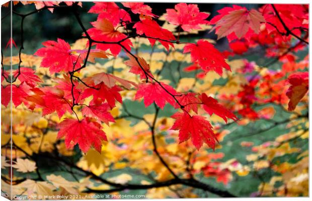 Crimson Leaves at the Close of the Year Canvas Print by Mark Poley