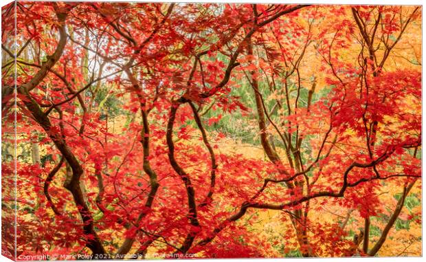 Red Maple Leaves on Black Branches Canvas Print by Mark Poley