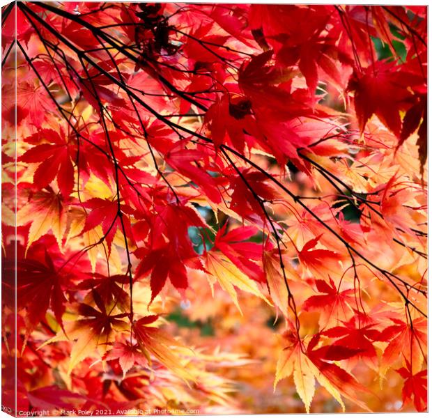 Under the Maple Tree Canvas Print by Mark Poley