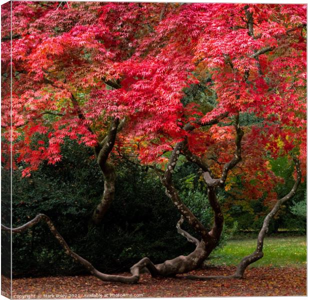 Twists and turns of a flourishing Acer Canvas Print by Mark Poley