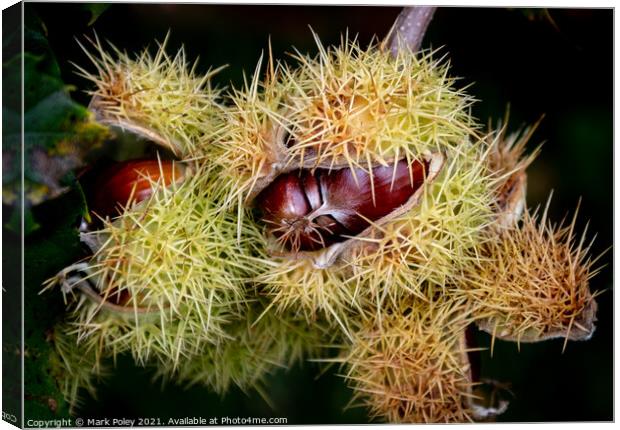 Sweet Chestnuts bursting out of their capsules  Canvas Print by Mark Poley