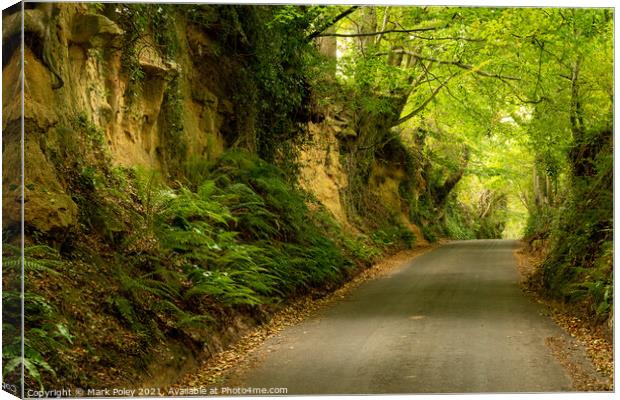 Park Covert Lane, Montacute Canvas Print by Mark Poley