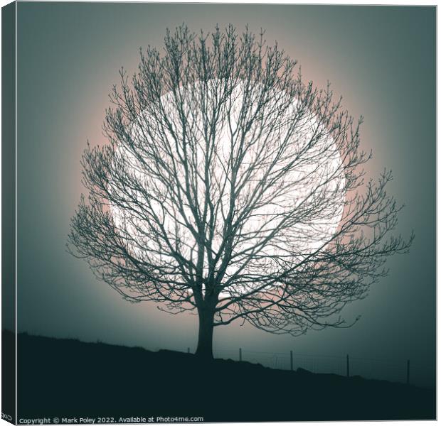 Tree silhouetted by white Orb in Talgarth Canvas Print by Mark Poley