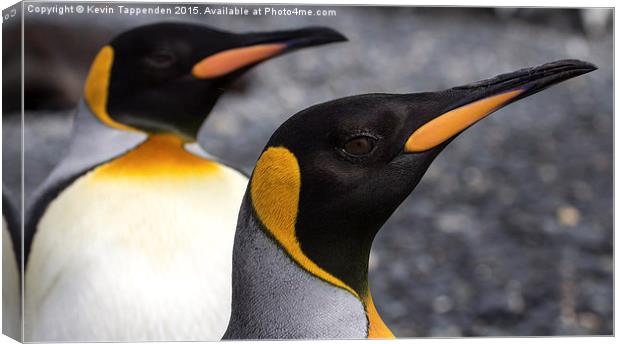  King Penguins Canvas Print by Kevin Tappenden