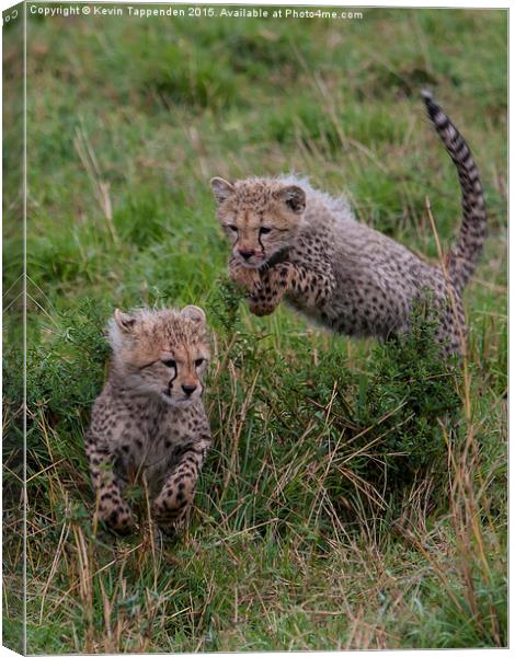  Cheetah Cubs Playing Canvas Print by Kevin Tappenden