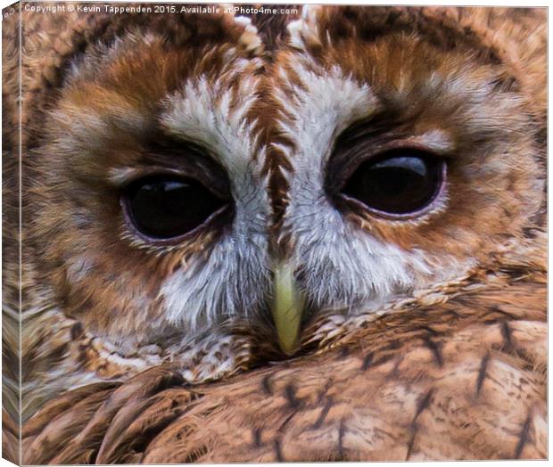  Tawny Owl Portrait Canvas Print by Kevin Tappenden