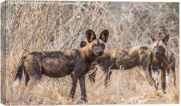  Wild Dog Family Portrait Canvas Print by Kevin Tappenden
