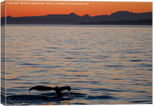 Baja Whale Sunset Canvas Print by Kevin Tappenden