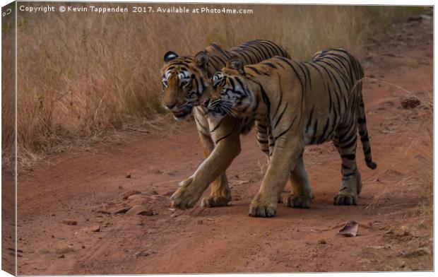 Tigers Tadoba Canvas Print by Kevin Tappenden