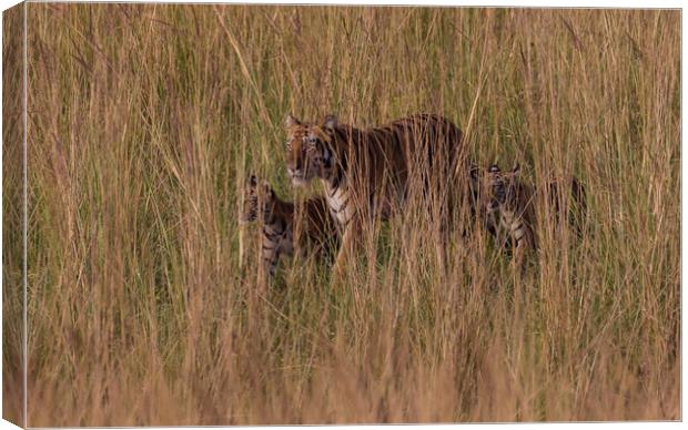 Sona and cubs Canvas Print by Kevin Tappenden