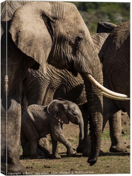 Elephant Family Canvas Print by Kevin Tappenden