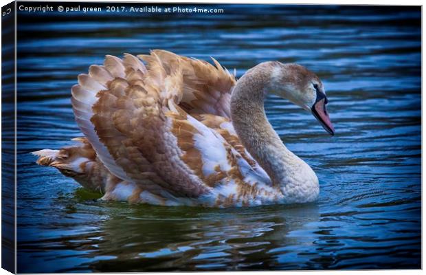 Young Swan Canvas Print by paul green