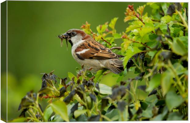 Sparrow Canvas Print by paul green