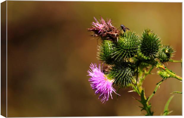 Scottish Thistle Canvas Print by paul green