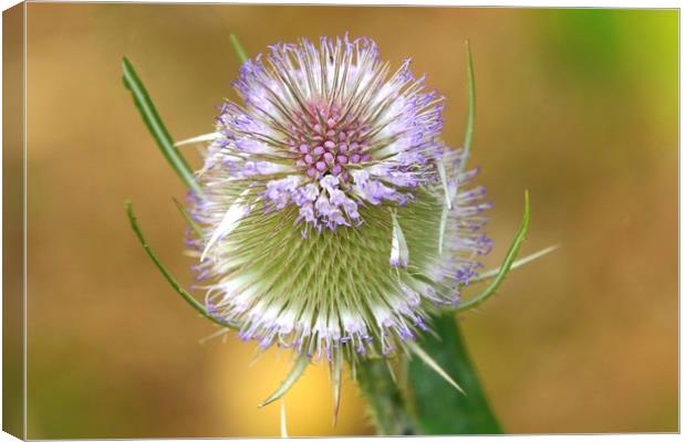 Teasel Canvas Print by paul green