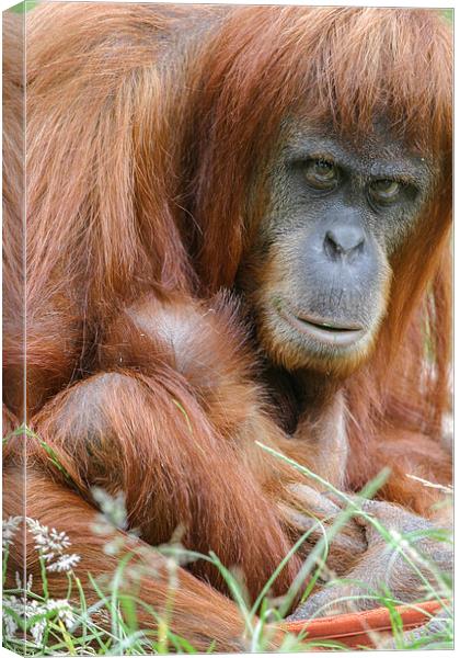 Orangutan and her young  Canvas Print by Chris Warham