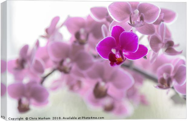 Purple orchid in front of pink orchids Canvas Print by Chris Warham