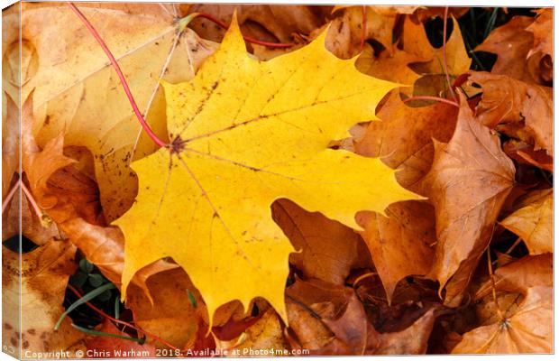 Stand out from the crowd | Autumn leaves Canvas Print by Chris Warham