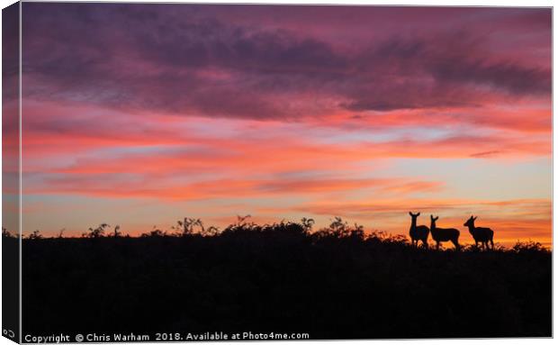 Deer at sunset Canvas Print by Chris Warham