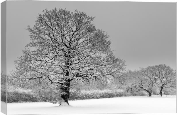 Trees in a virgin snow field - after the snow stor Canvas Print by Chris Warham
