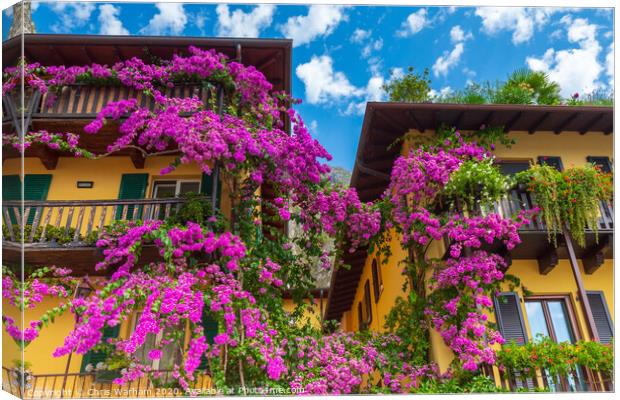 Bougainvillea on a house wall in Limone Italy Canvas Print by Chris Warham