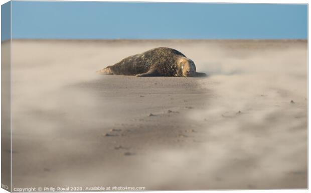 Grey Seal surrounded by Drifting Sand Canvas Print by Philip Royal