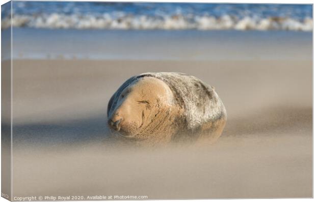 Sleeping Grey Seal in Drifting Sand Canvas Print by Philip Royal